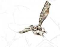Night of the Owl